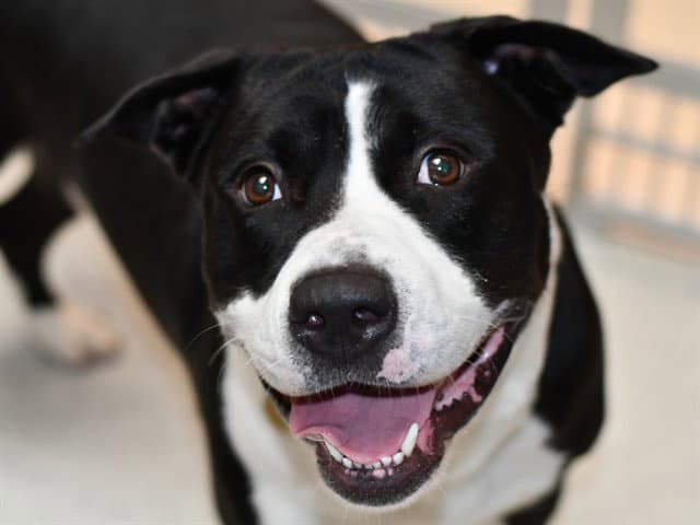 Holstein - Pit Bull Terrier