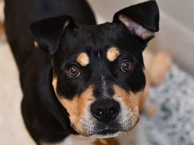 Koda - Pit Bull Terrier
