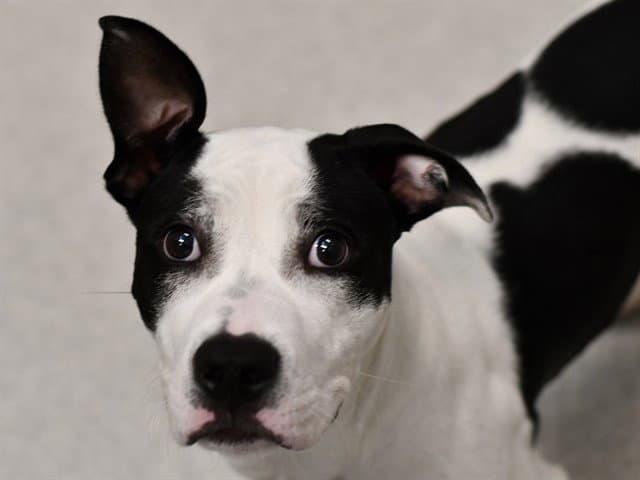 Moo Moo - Pit Bull Terrier