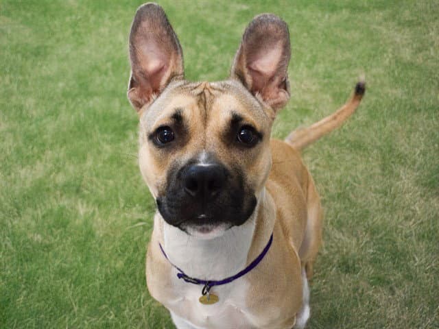 Charlie - Boxer