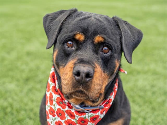Penelope - Rottweiler