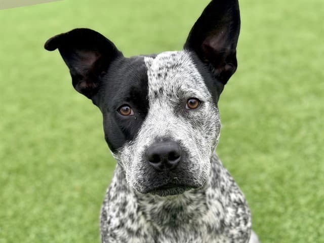 Shiro - Pit Bull Terrier