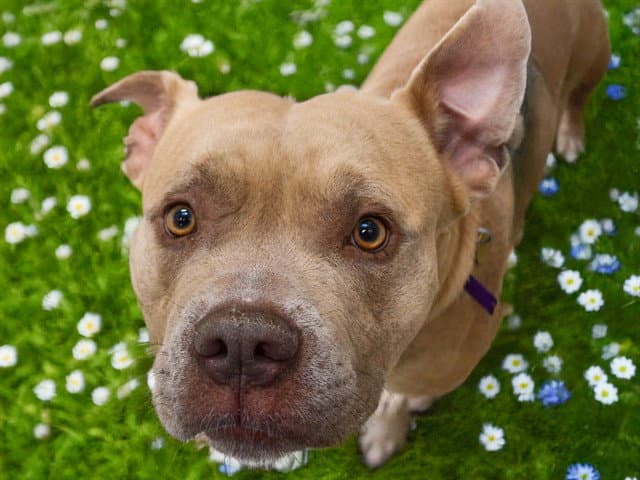 Geode - Pit Bull Terrier
