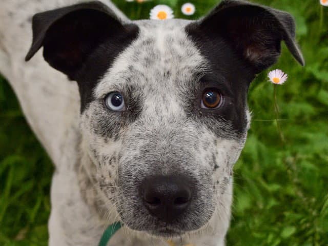 Umi - Pit Bull Terrier