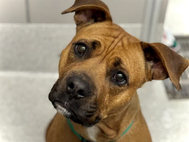 Gracie - Pit Bull Terrier