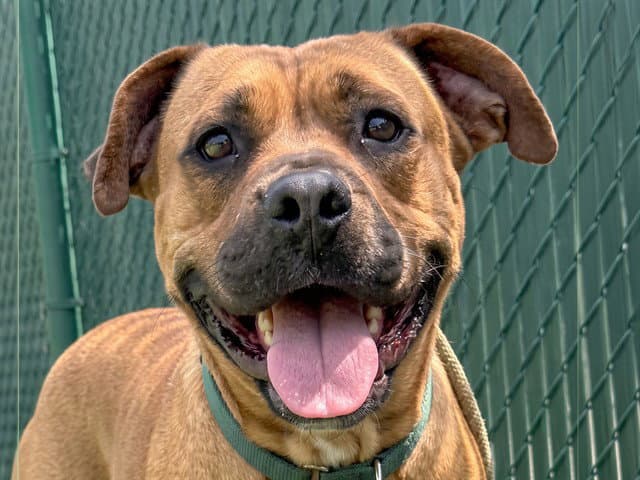 Gracie - Pit Bull Terrier