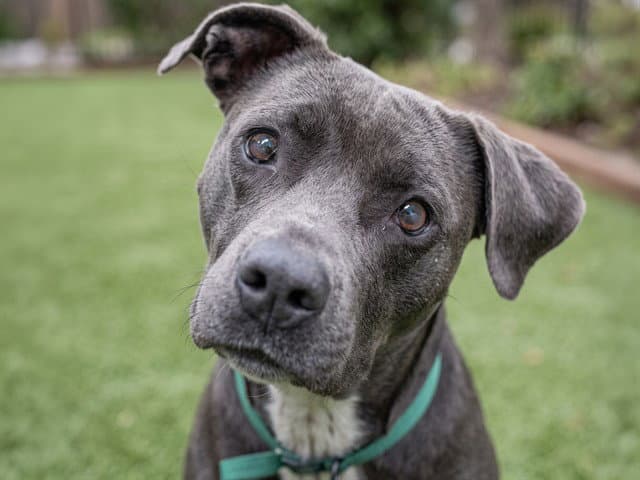 Ducati - Pit Bull Terrier