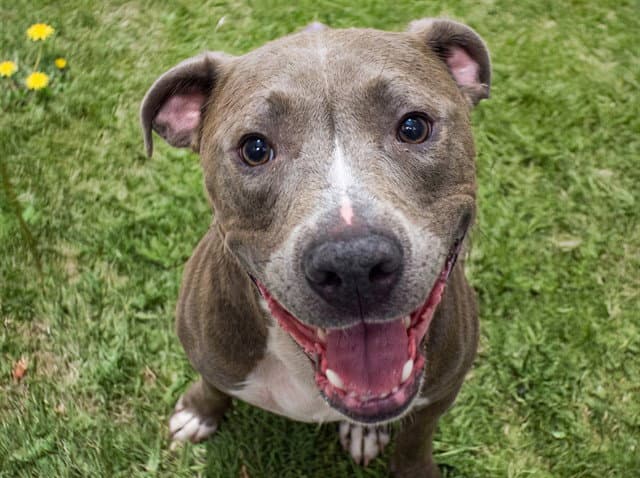 King - Pit Bull Terrier