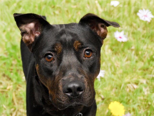 Poppy - Pit Bull Terrier