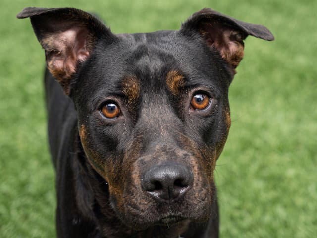 Poppy - Pit Bull Terrier