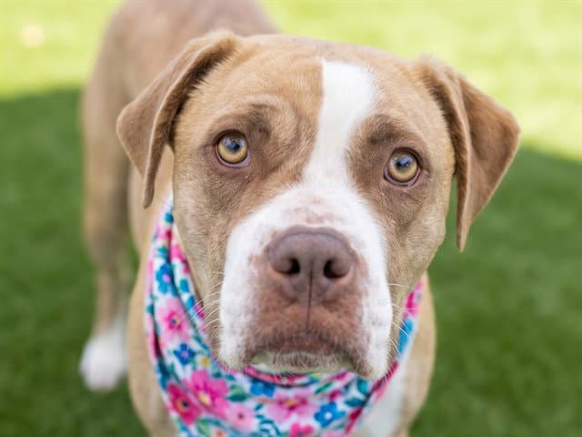 Canela - Pit Bull Terrier
