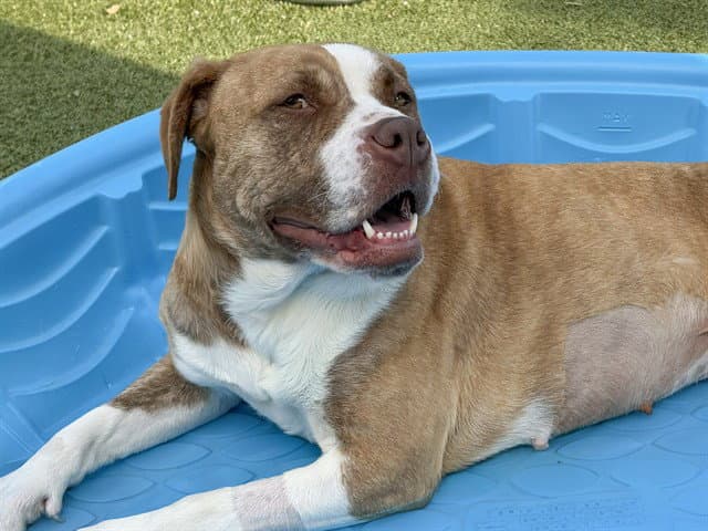 Canela - Pit Bull Terrier