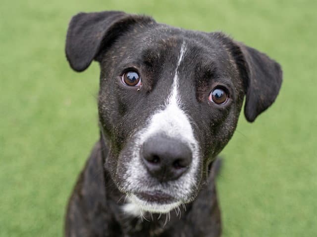 Boy - Pit Bull Terrier