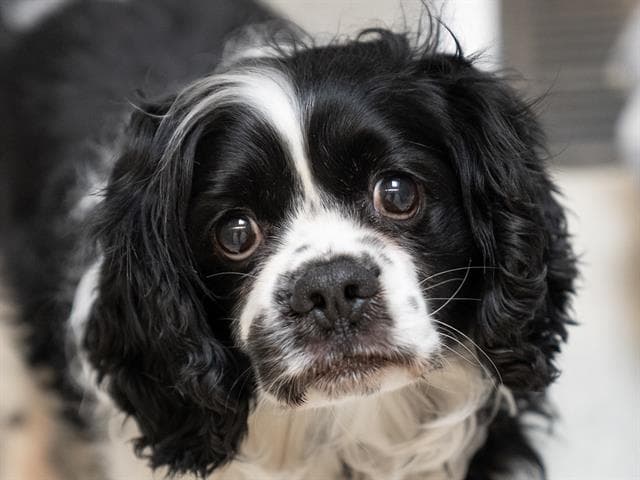 Gotti - Cavalier King Charles Spaniel