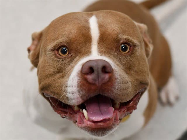 Rangoon - Staffordshire Bull Terrier