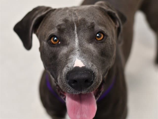 Gingko - Pit Bull Terrier