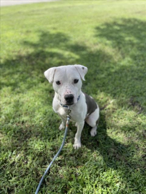 Bentley - Pit Bull Terrier