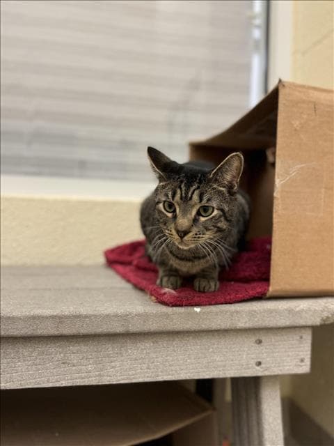 Bb - Domestic Short Hair