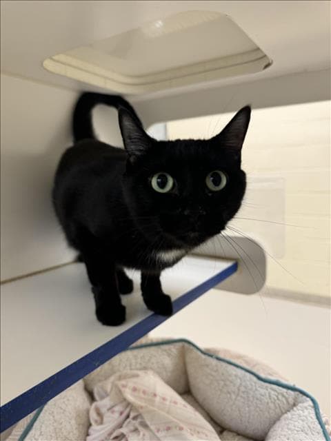 Brittany - Domestic Short Hair