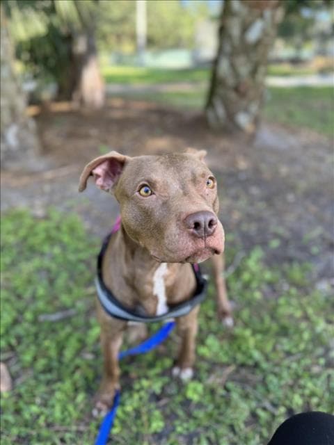 Gatsby - Pit Bull Terrier
