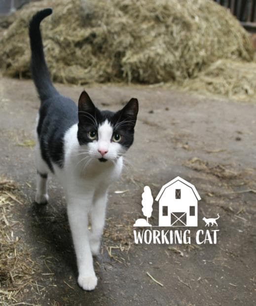 Crane - Domestic Short Hair