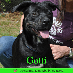 Gotti image 3