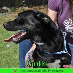 Gotti image 4