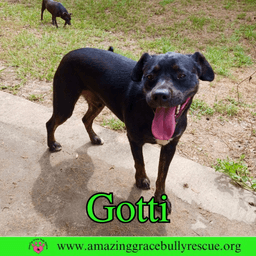 Gotti image 1