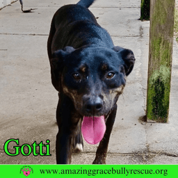Gotti image 2