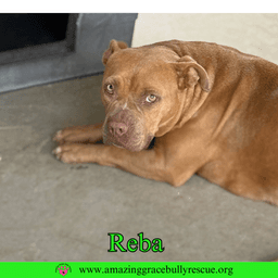 Reba Aka Dolly image 1