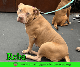 Reba Aka Dolly image 2