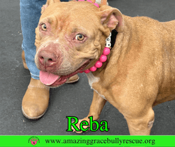 Reba Aka Dolly image 3