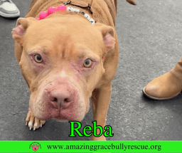Reba Aka Dolly image 4