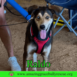 Raldo image 1