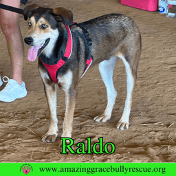 Raldo image 3