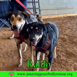 Raldo image 4