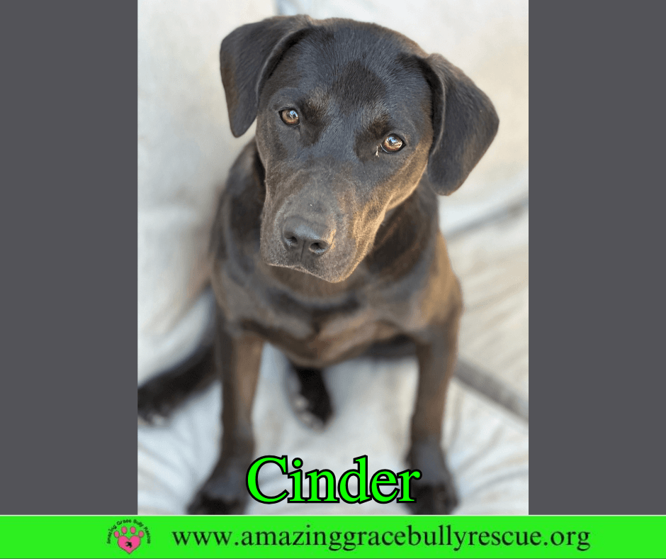 Cinder - Labrador Retriever