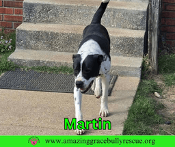 Martin image 3