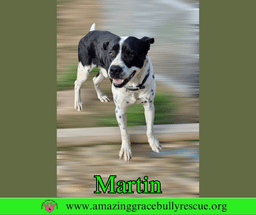 Martin image 2