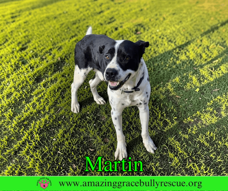 Martin - Pointer
