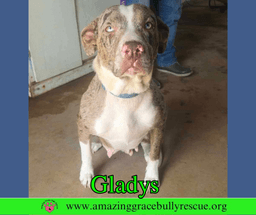 Gladys image 1