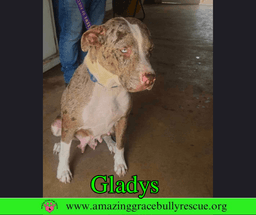 Gladys image 3