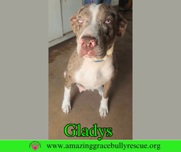 Gladys image 4