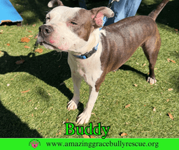 Buddy image 4