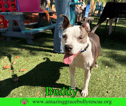 Buddy image 3