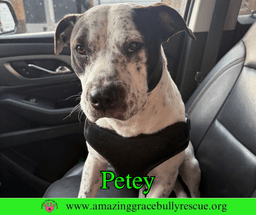 Petey image 1
