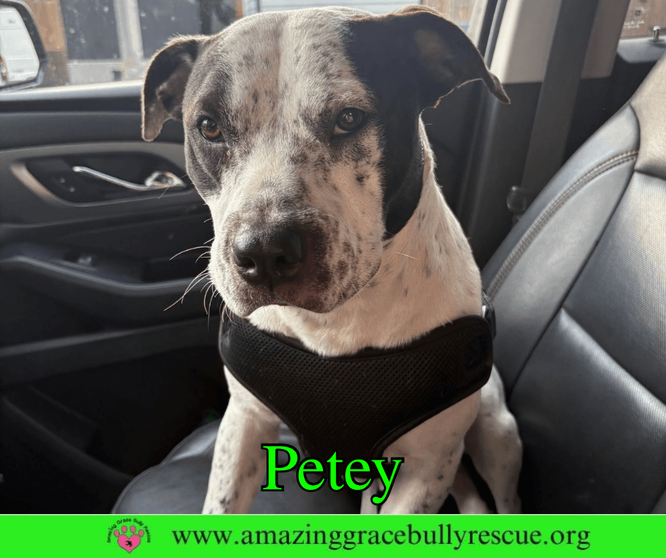 Petey - American Bulldog