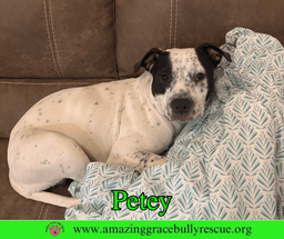 Petey image 2
