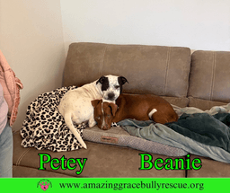 Petey image 3