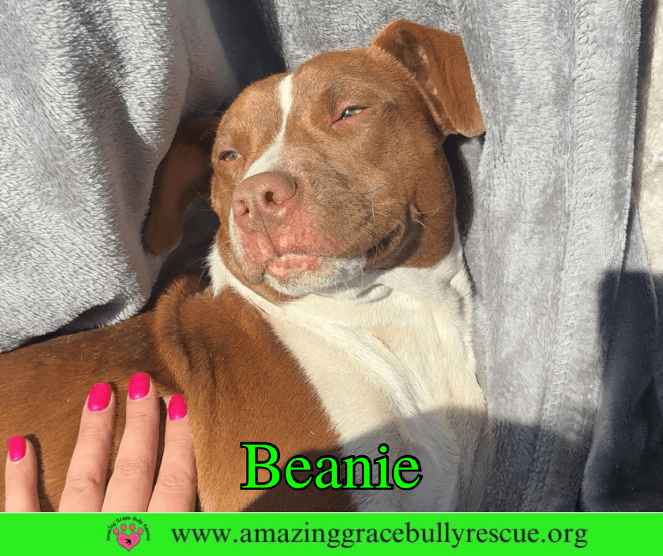 Beanie - American Bulldog